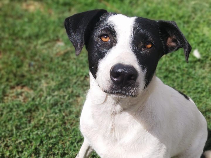 Adotta un cane, femmina, 2 anni e 11 mesi, Roma