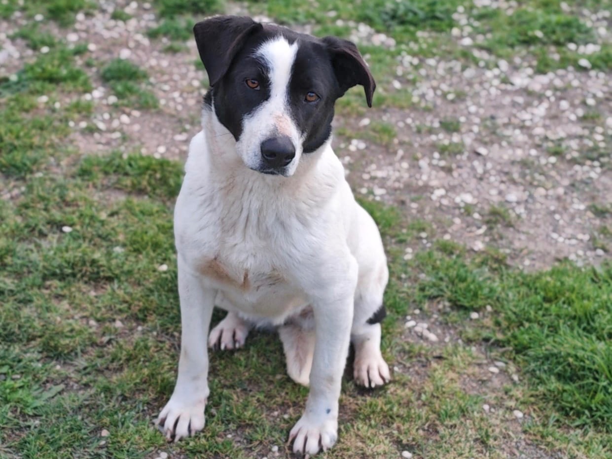 Adozione cane, femmina, Razza sconosciuta Razza sconosciuta, 2 anni e 11 mesi, taglia media, Roma