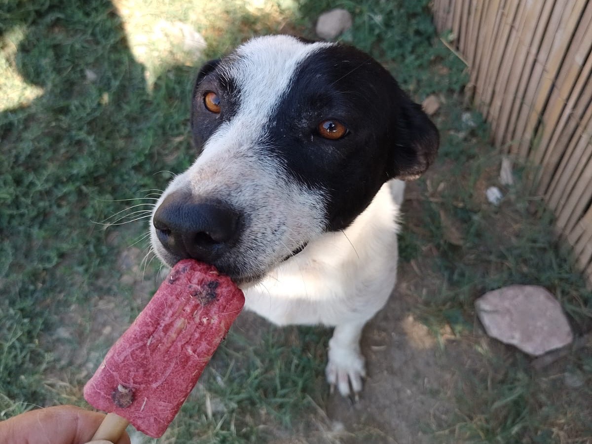 Adotta un cane, taglia media, femmina, Roma