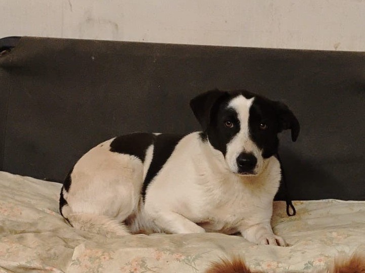 Vuoi adottare un cane a Roma?