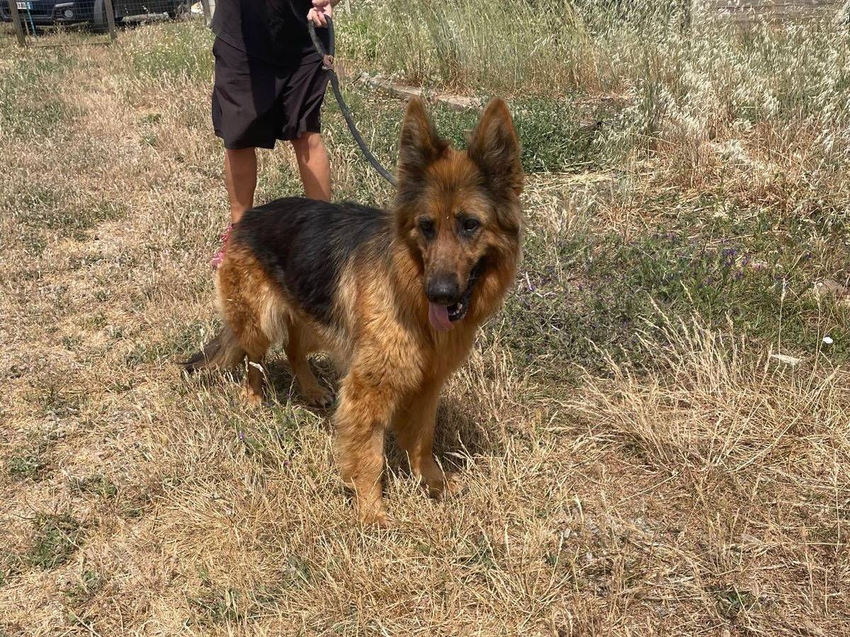 Adozione cane, femmina, Pastore tedesco Razza sconosciuta, 2 anni e 5 mesi, taglia media, Trapani
