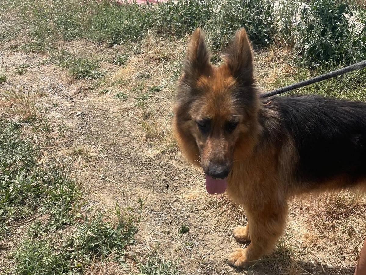 Adotta un cane, femmina, 2 anni e 5 mesi, Trapani