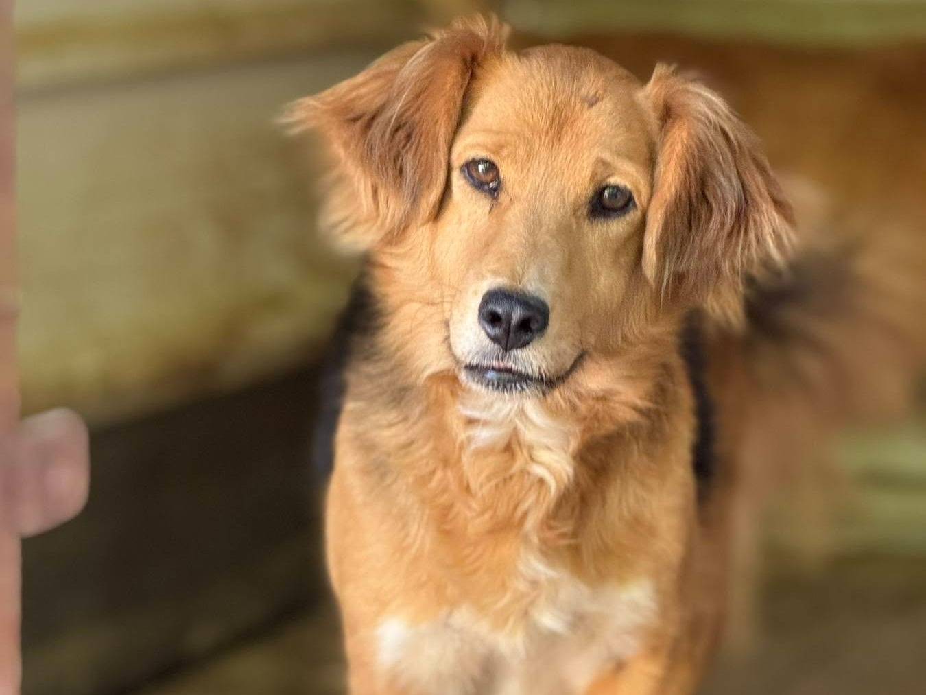 Vuoi adottare un cane a Firenze?