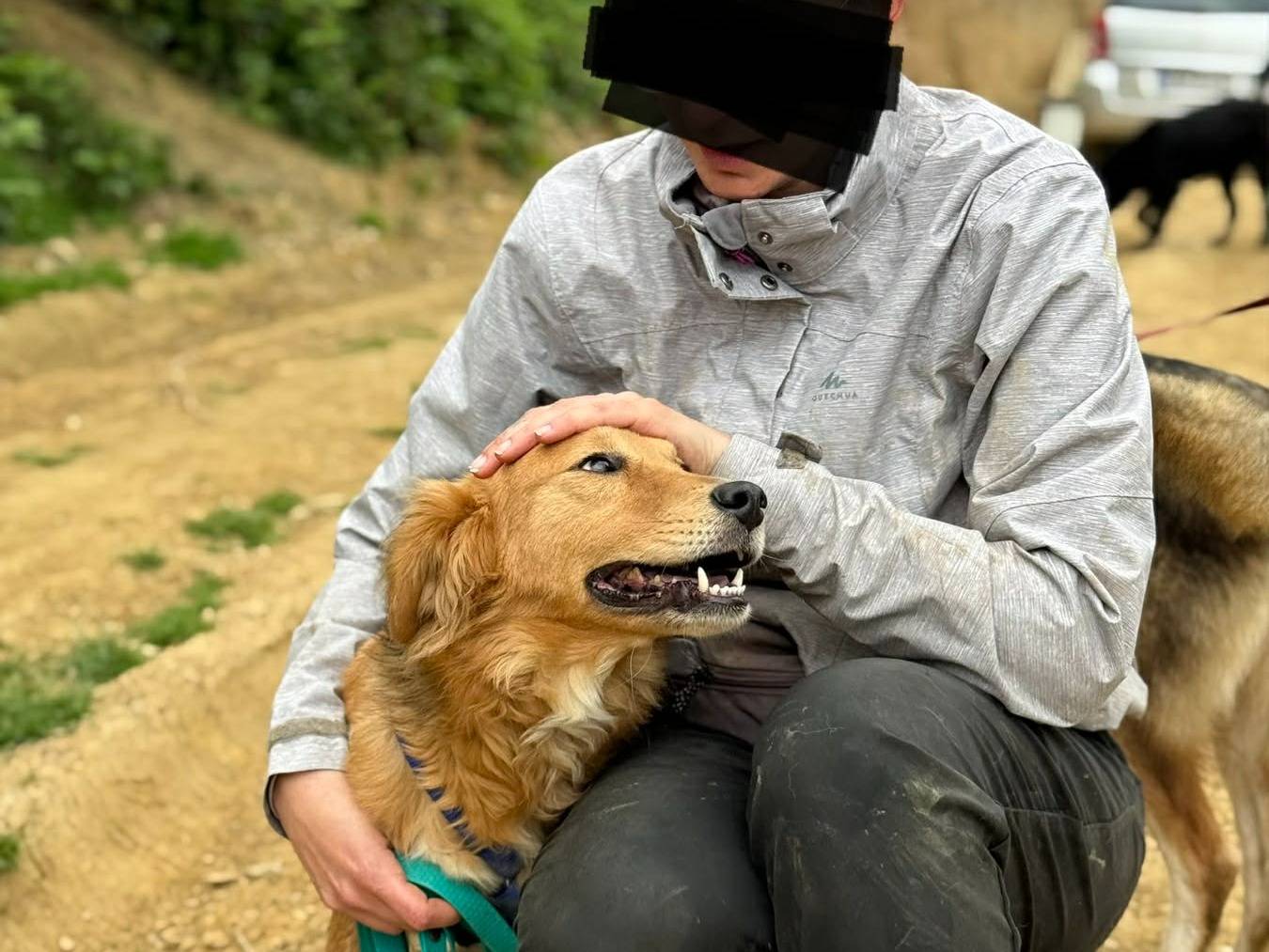 Adotta il cane MINDY a Firenze