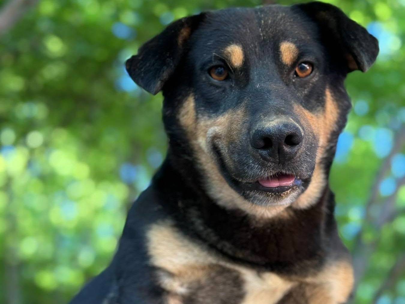 Adozione cane, maschio, Razza sconosciuta Razza sconosciuta, 5 anni e 2 mesi, taglia media contenuta, Firenze