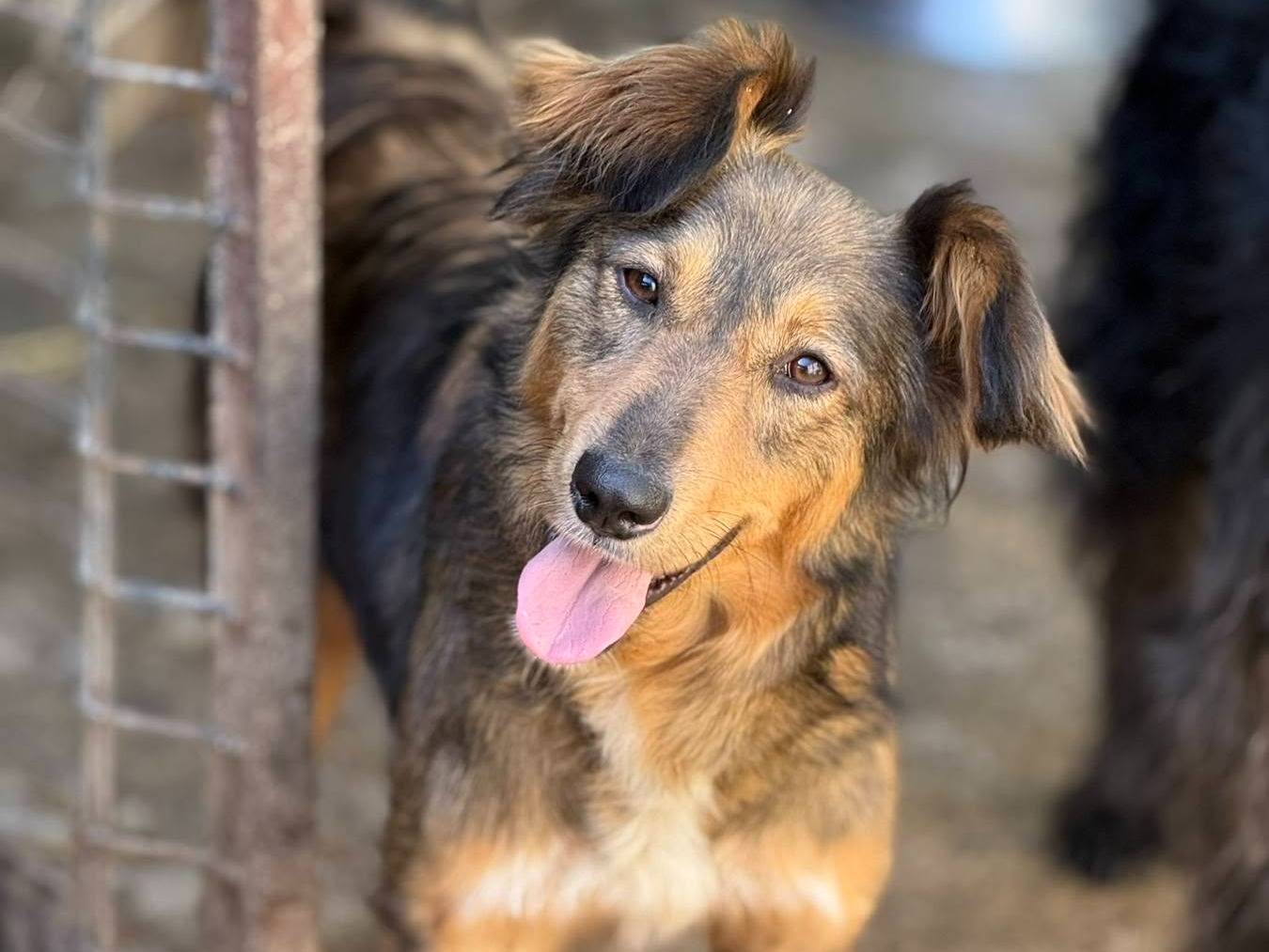 Adotta il cane MONKY a Firenze
