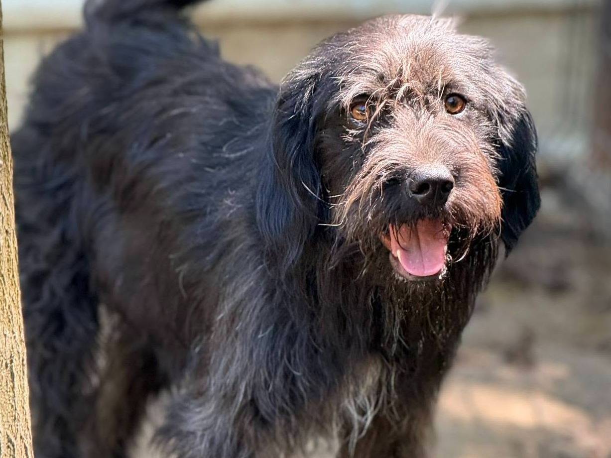 Adotta il cane LUCKY a Firenze