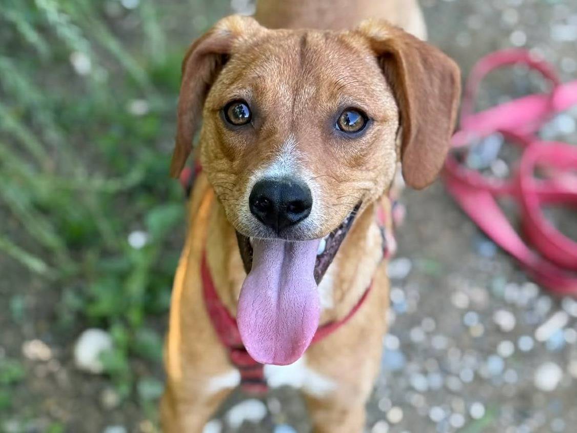 Adozione cane, femmina, Razza sconosciuta Razza sconosciuta, 6 mesi, taglia media contenuta, Firenze