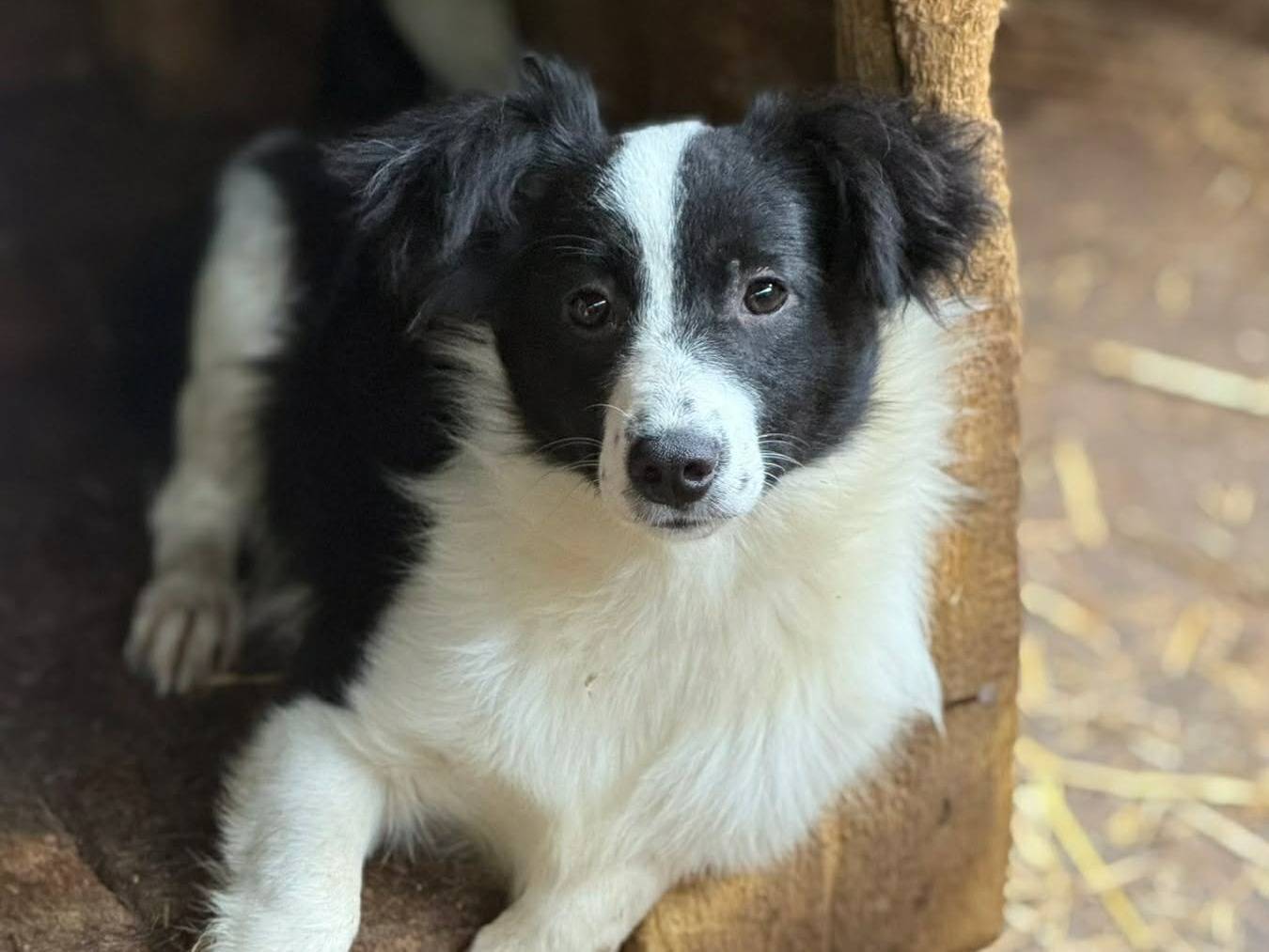 Adotta il cane DALIA a Firenze
