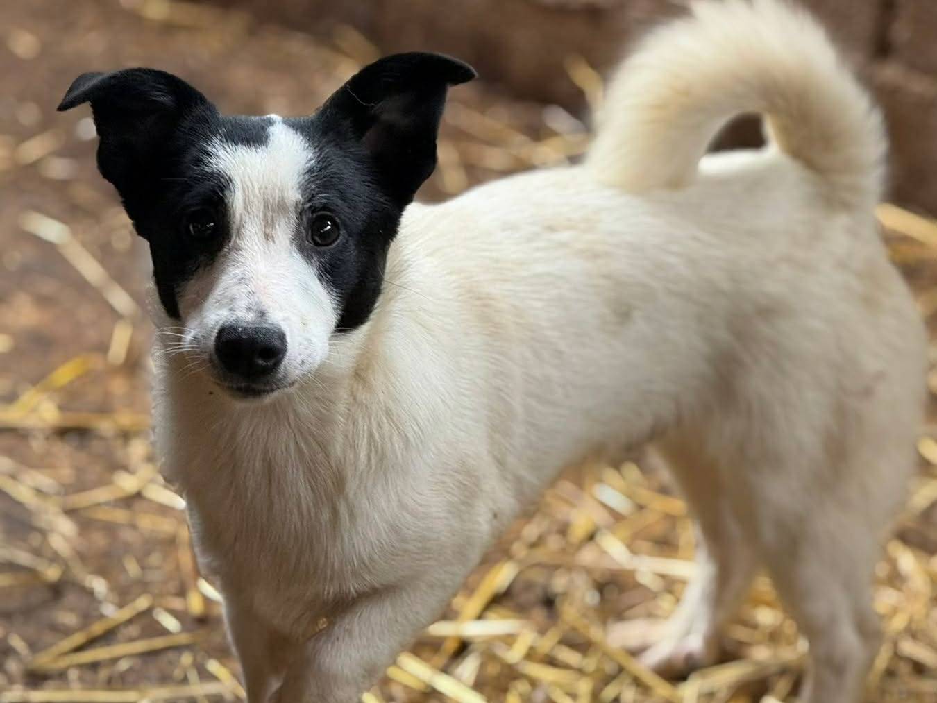 Adotta il cane DIEGO a Firenze