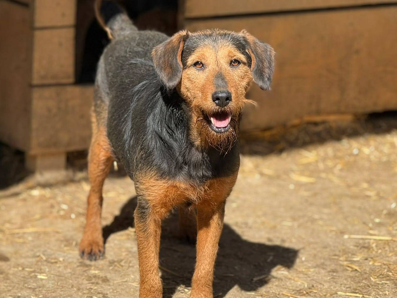 Vuoi adottare un cane a Firenze?