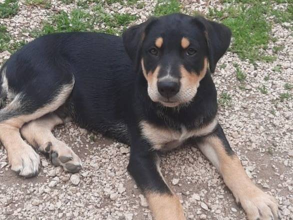 Adozione cane, maschio, Razza sconosciuta Razza sconosciuta, 4 mesi, taglia media contenuta, Roma