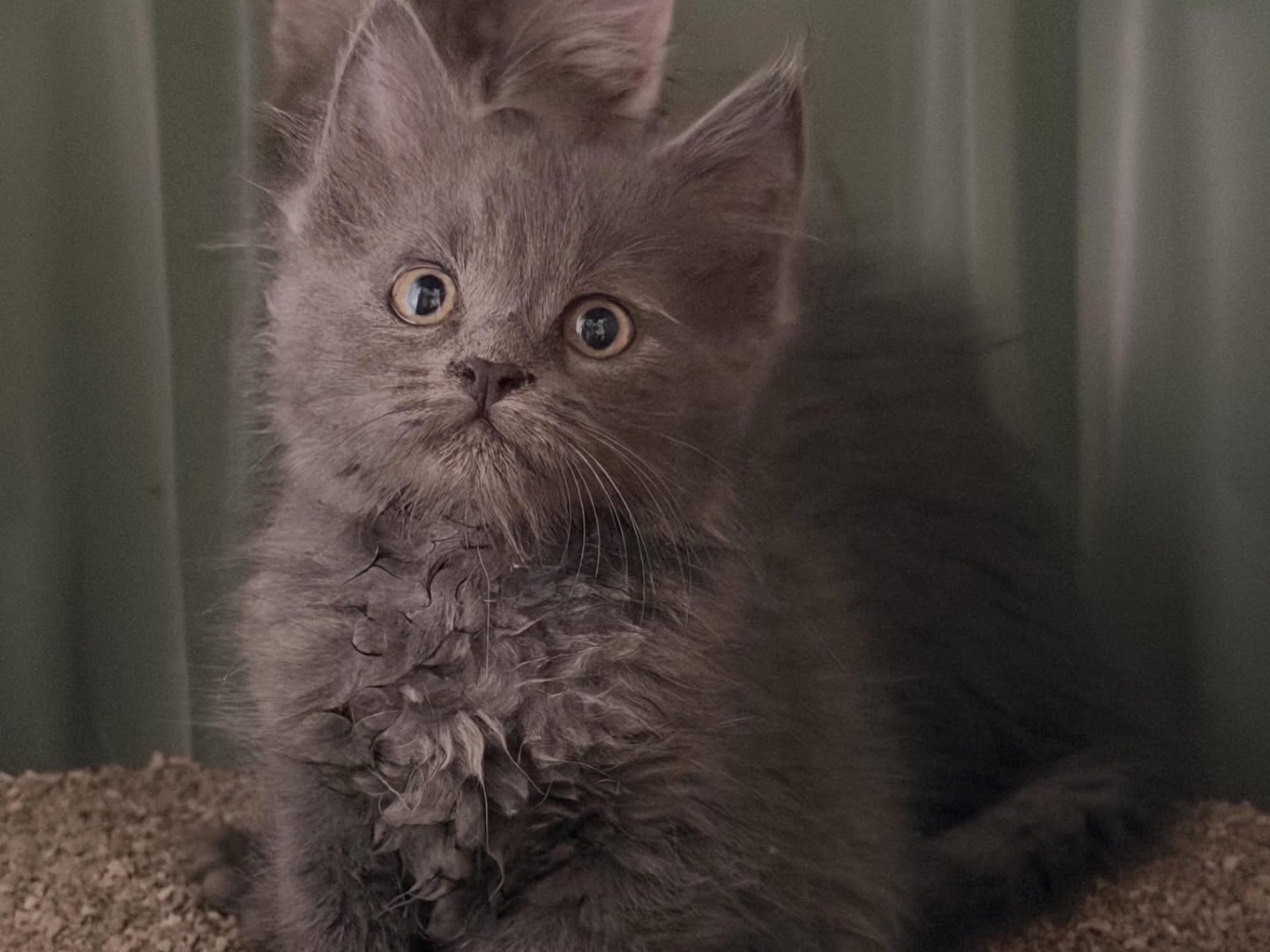 Adozione gatto, femmina, Razza sconosciuta Razza sconosciuta, 2 mesi, taglia non valida, Perugia
