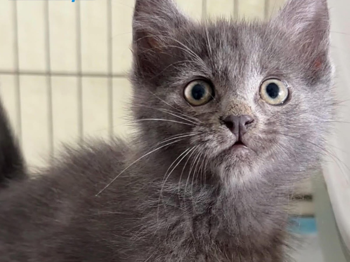 Adozione gatto, maschio, Razza sconosciuta Razza sconosciuta, 2 mesi, taglia non valida, Perugia