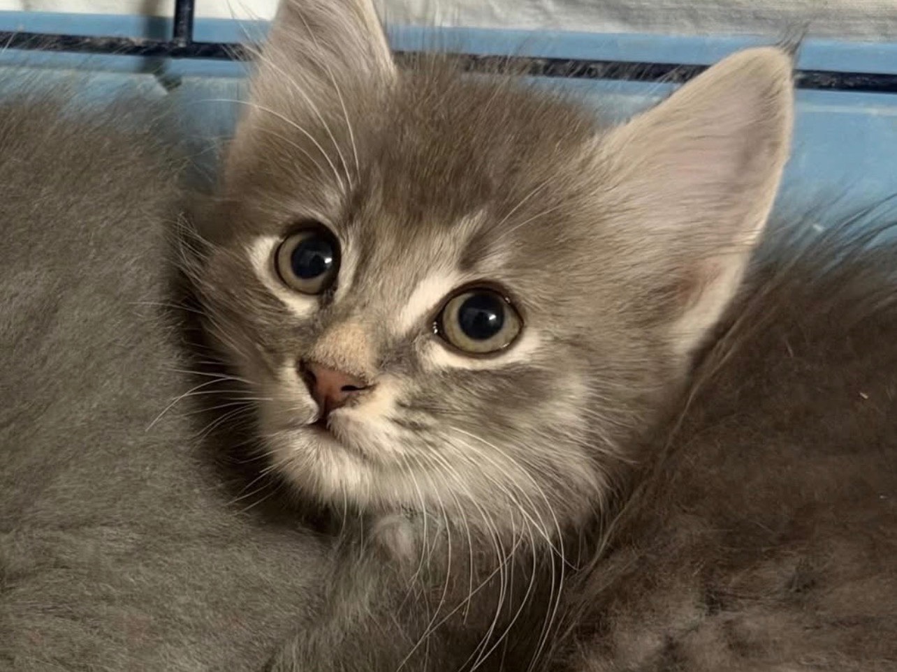 Adozione gatto, femmina, Razza sconosciuta Razza sconosciuta, 2 mesi, taglia non valida, Perugia