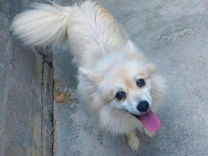 Adozione cane, femmina, Volpino di Pomerania Razza sconosciuta, 7 anni, taglia piccola, Cremona