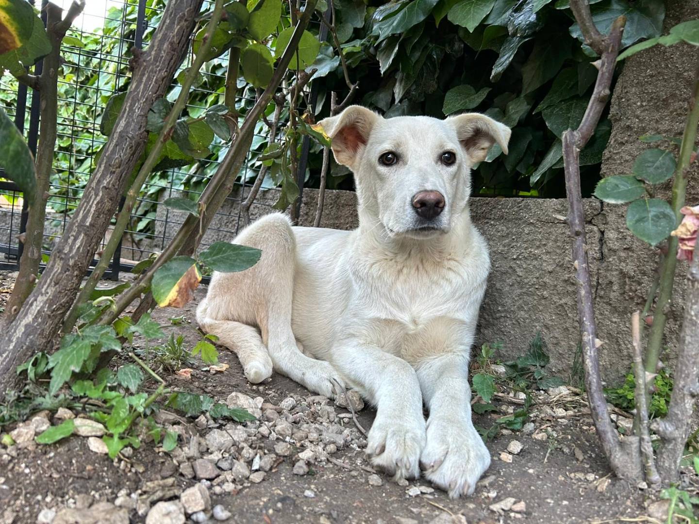 Adozione cane, maschio, Razza sconosciuta Razza sconosciuta, 5 mesi, taglia media, Roma