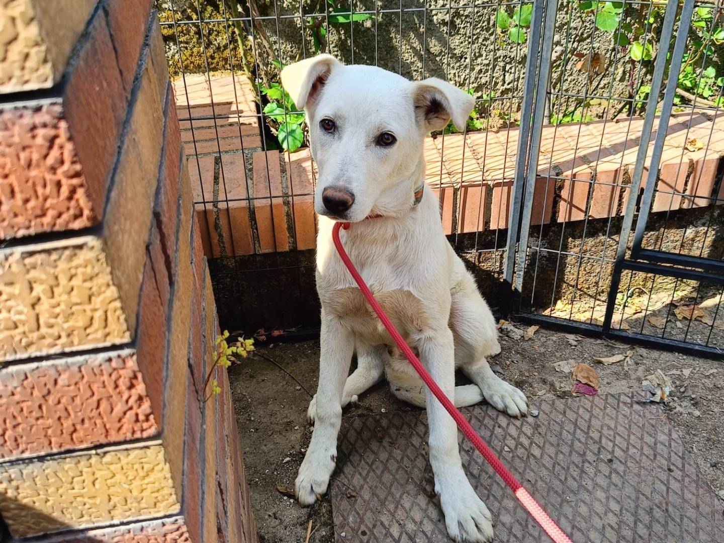Adotta un cane, maschio, 5 mesi, Roma