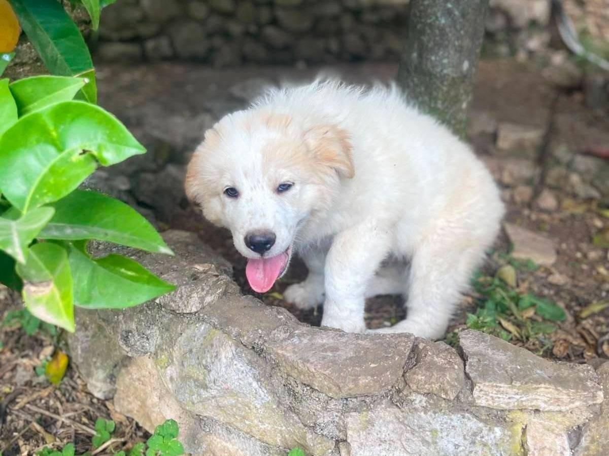 Vuoi adottare un cane a Frosinone?