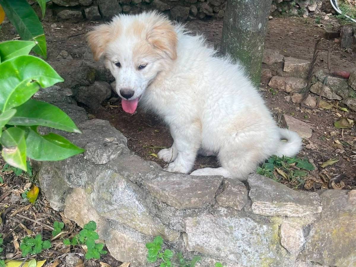 Adotta il cane Nano a Frosinone