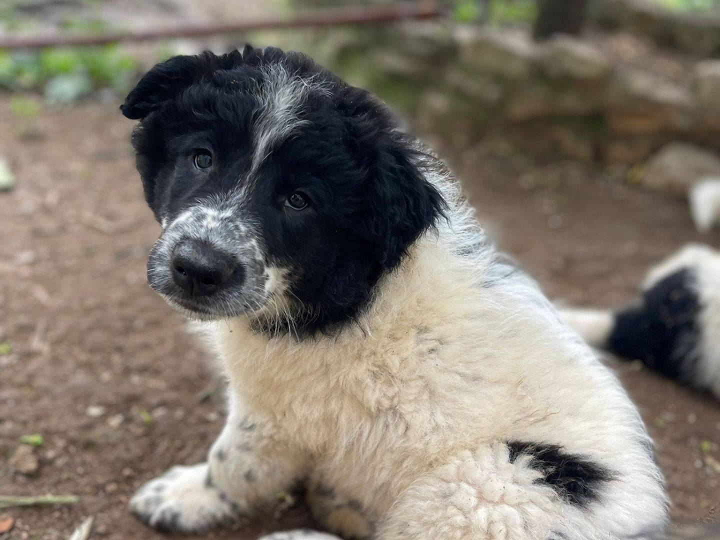 Adotta un cane, maschio, 2 mesi, Frosinone