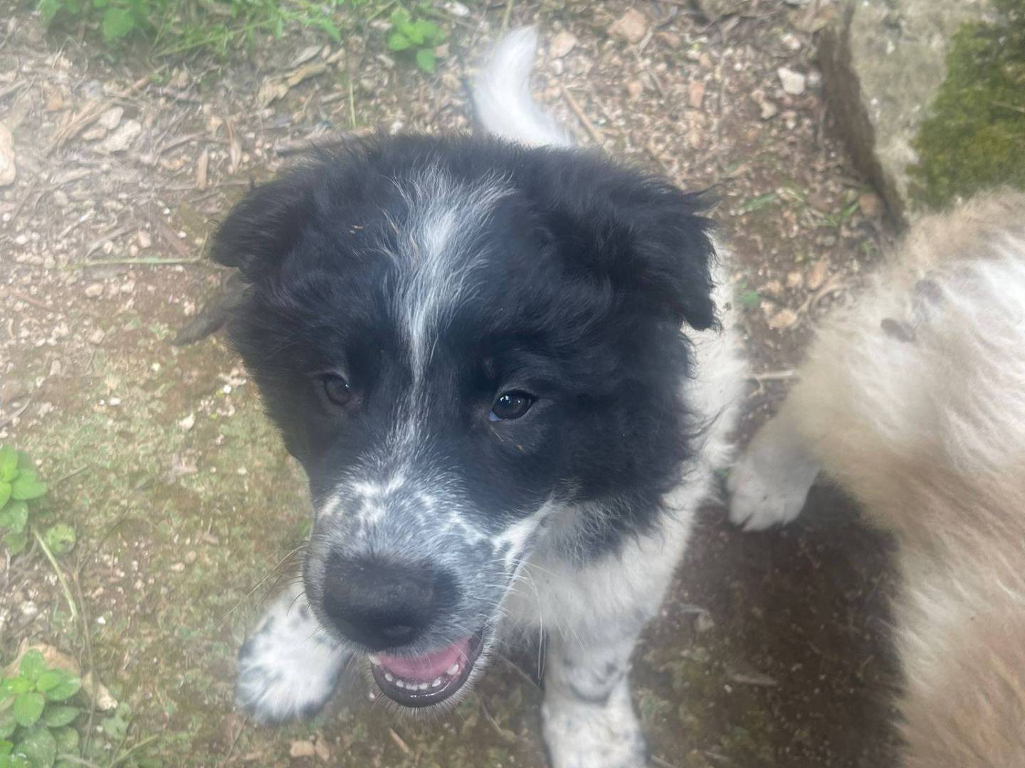 Adotta un cane, taglia media, maschio, Frosinone