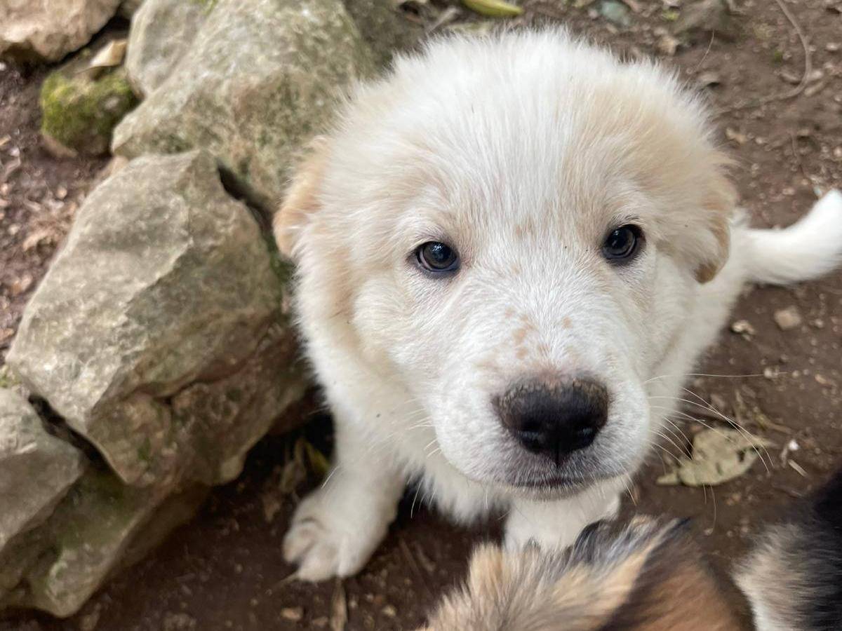Adozione cane, maschio, Razza sconosciuta Razza sconosciuta, 2 mesi, taglia media, Frosinone