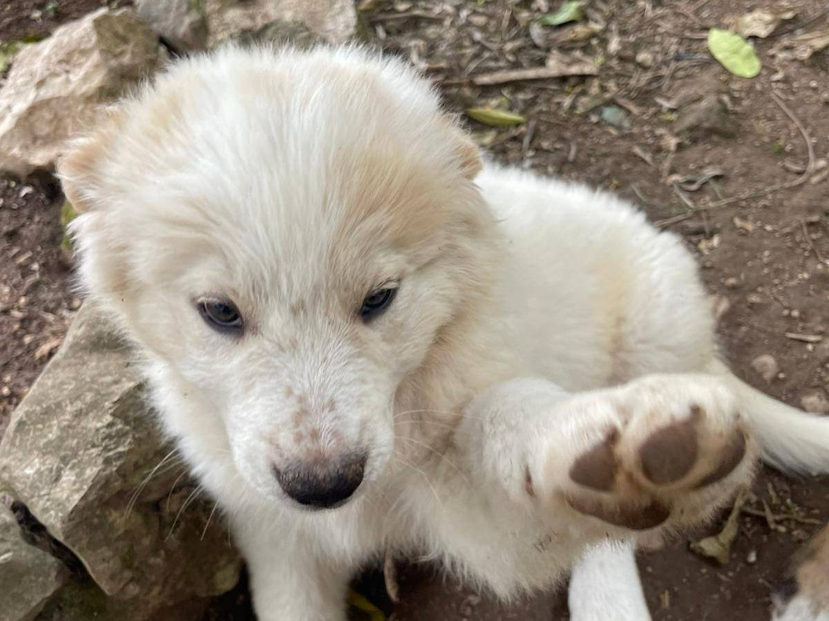 Adotta un cane, maschio, 2 mesi, Frosinone