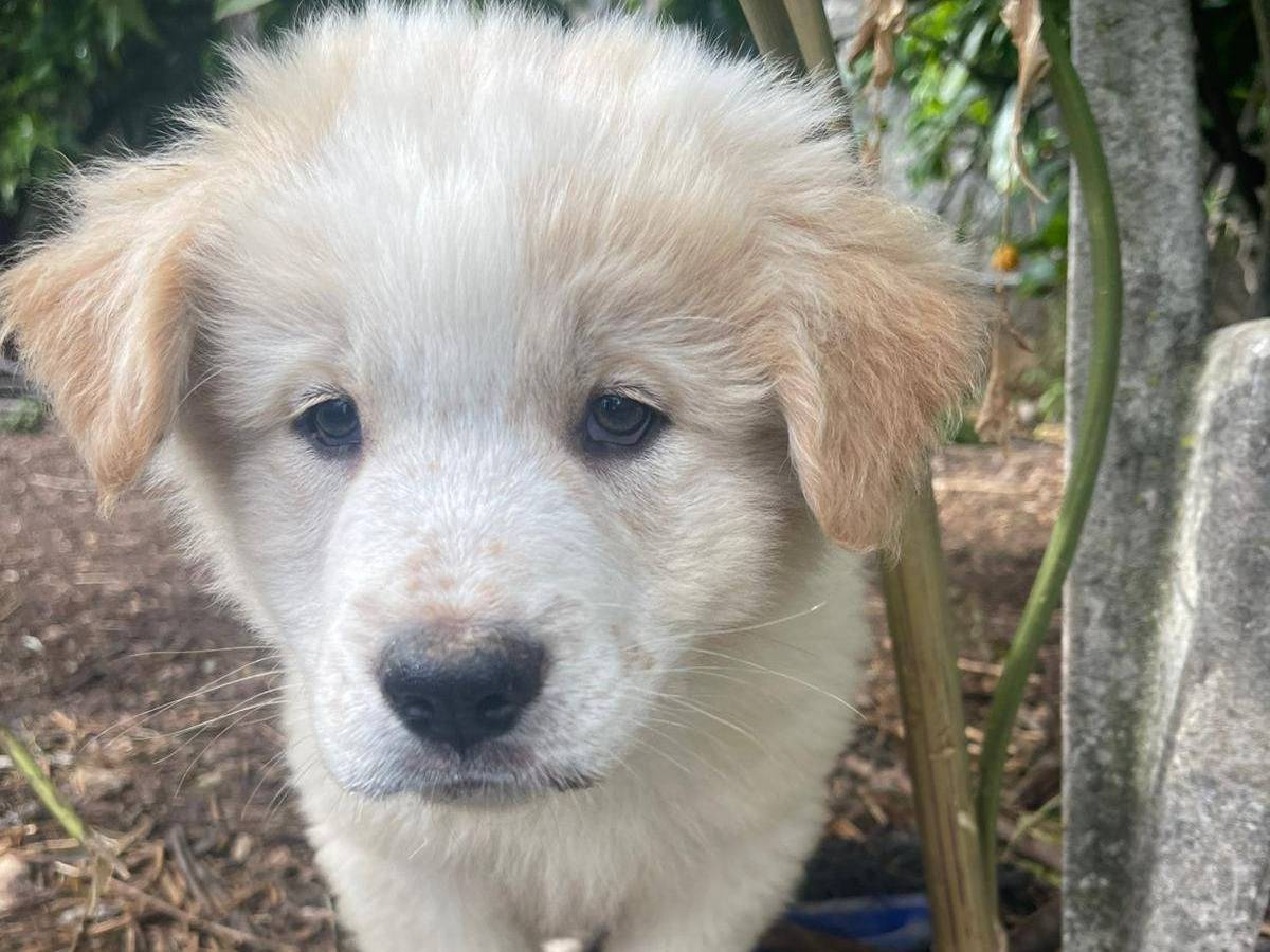 Adotta un cane, taglia media, maschio, Frosinone