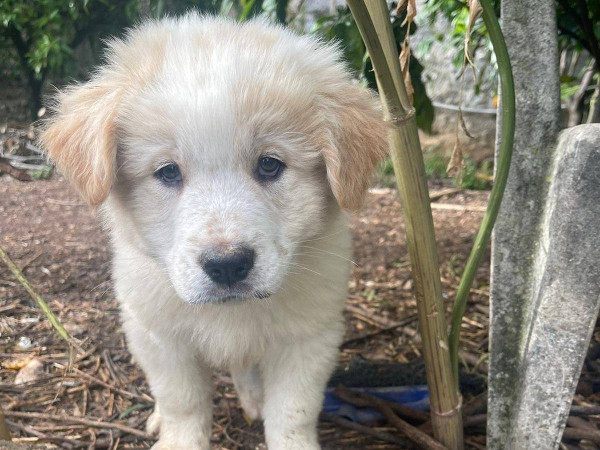 Vuoi adottare un cane a Frosinone?