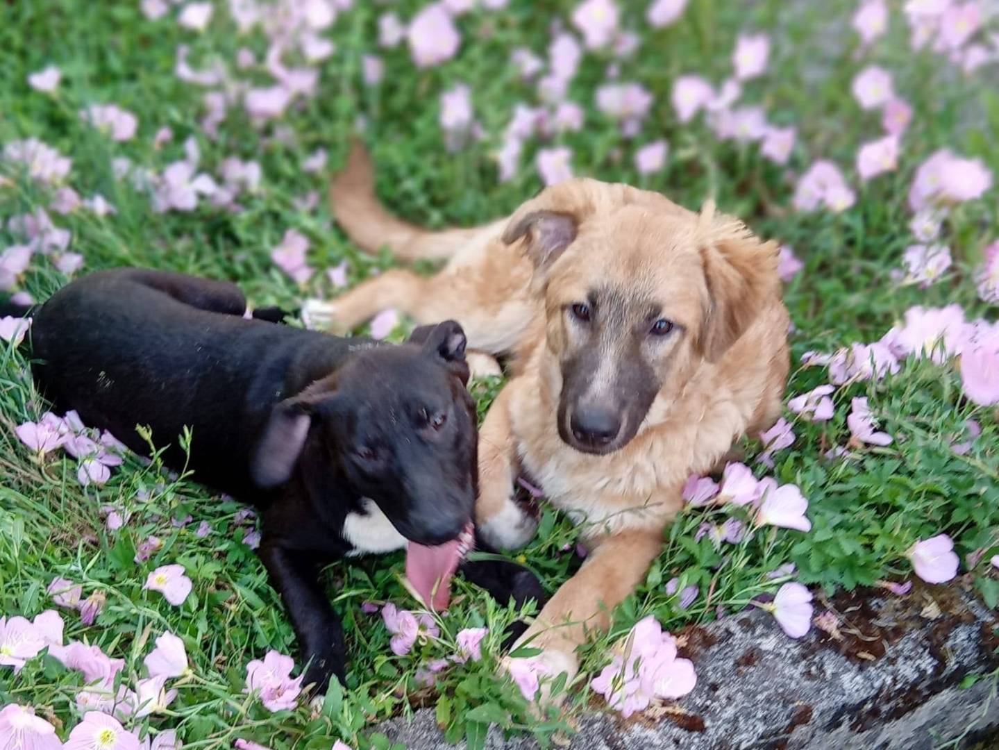 Adozione cane, maschio, Razza sconosciuta Razza sconosciuta, 4 mesi, taglia media, Frosinone