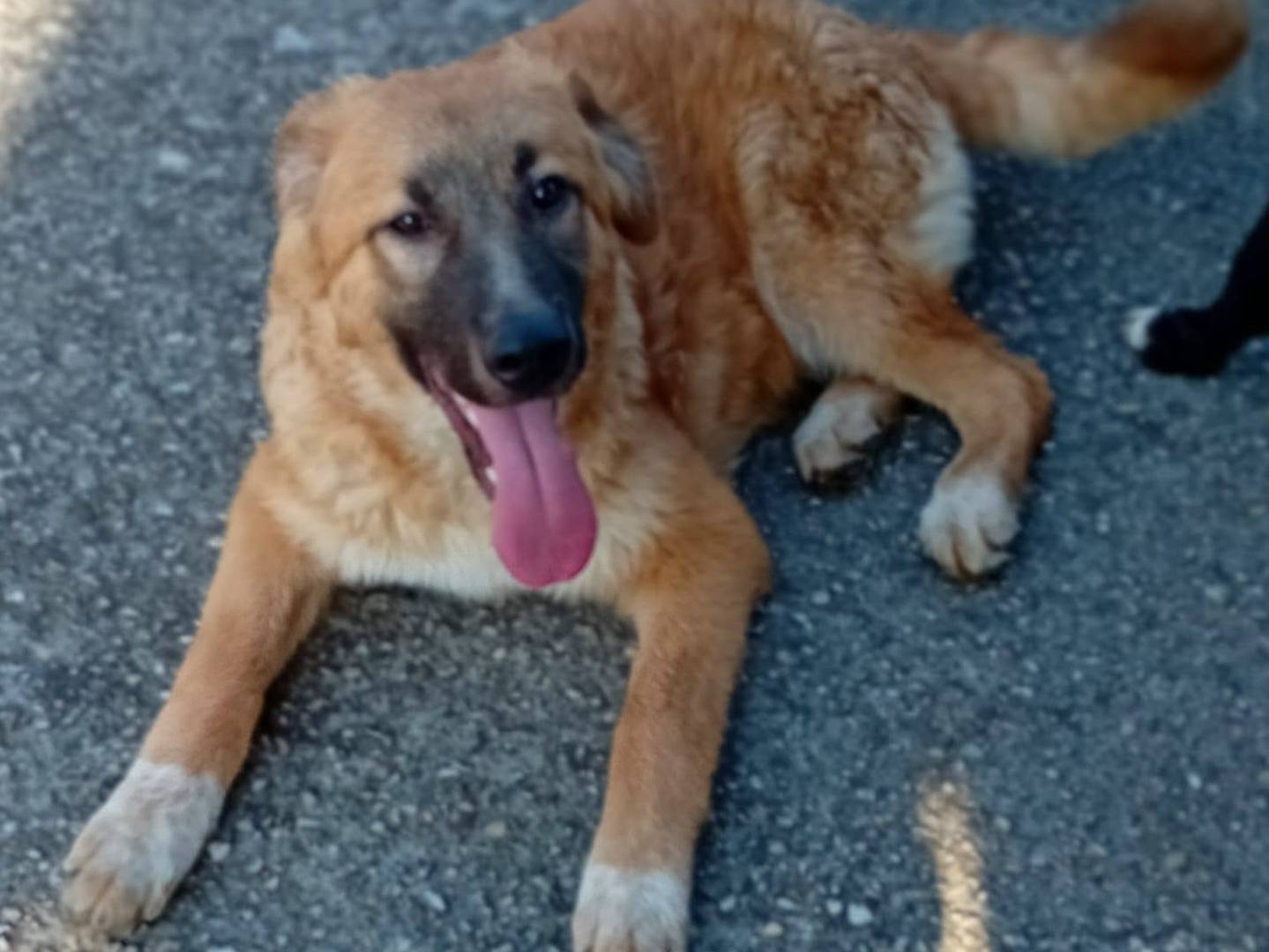 Adotta un cane, maschio, 4 mesi, Frosinone