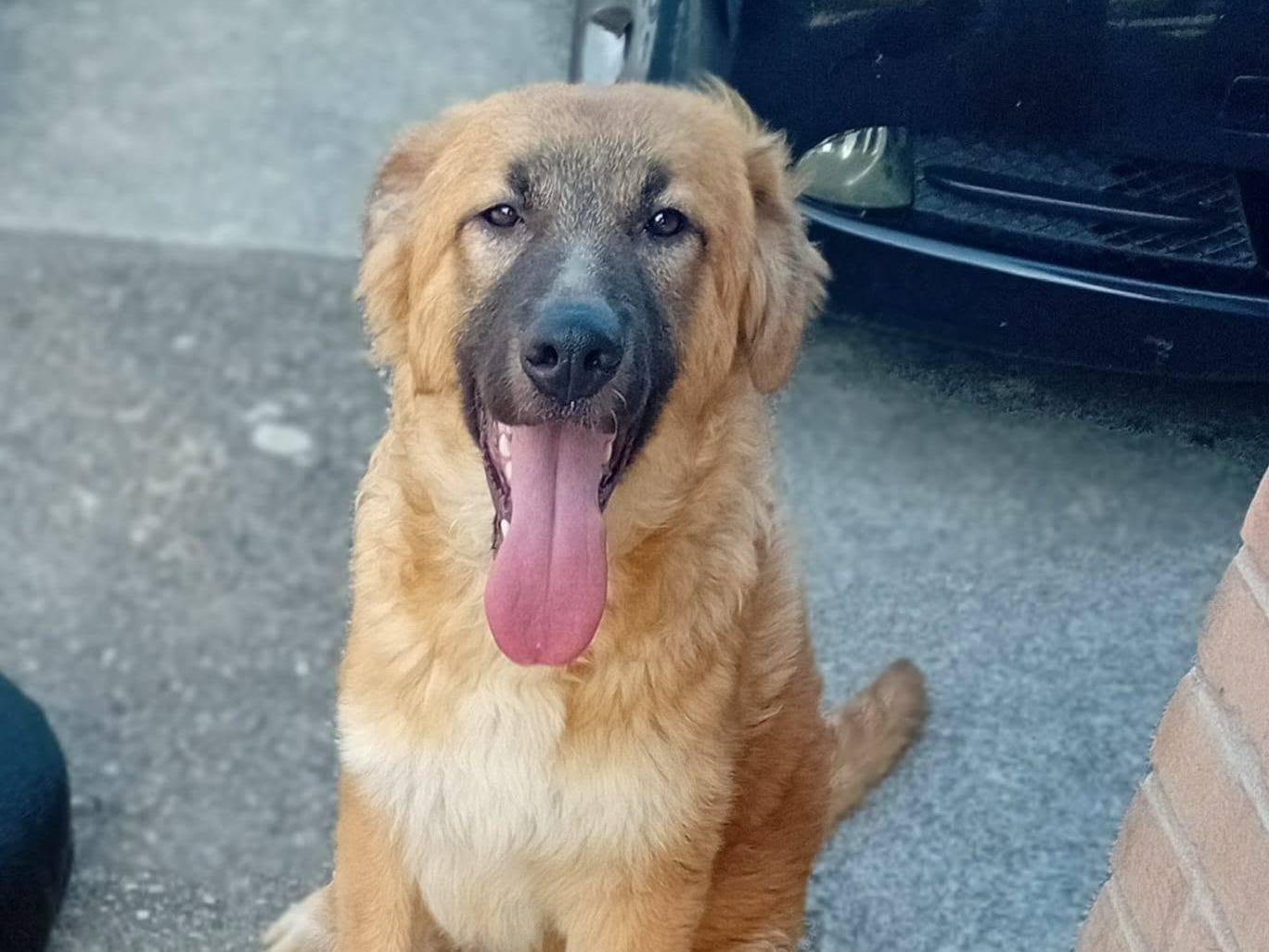 Adotta un cane, taglia media, maschio, Frosinone