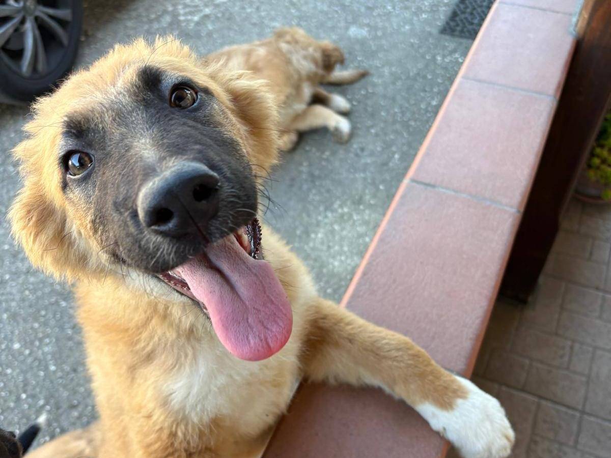 Vuoi adottare un cane a Frosinone?