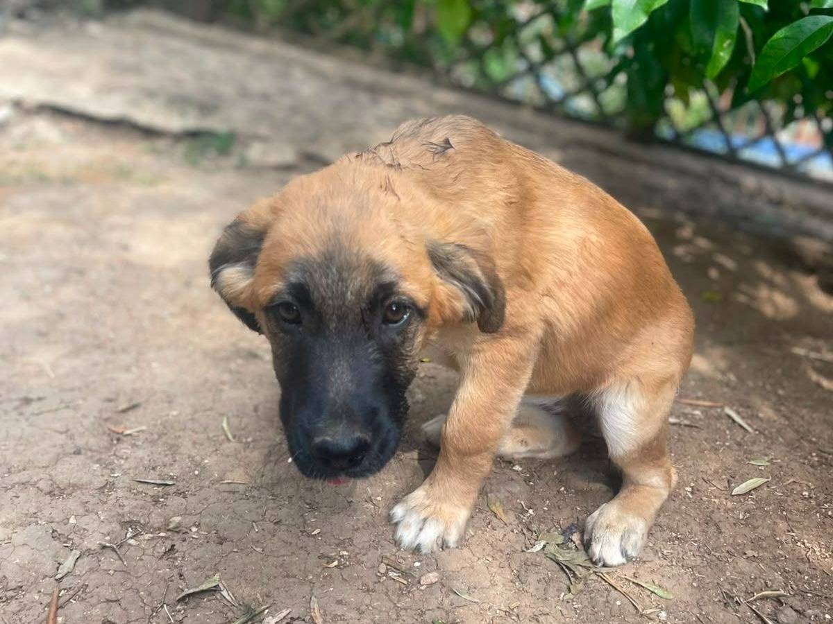 Adozione cane, femmina, Razza sconosciuta Razza sconosciuta, 1 mese, taglia media, Frosinone
