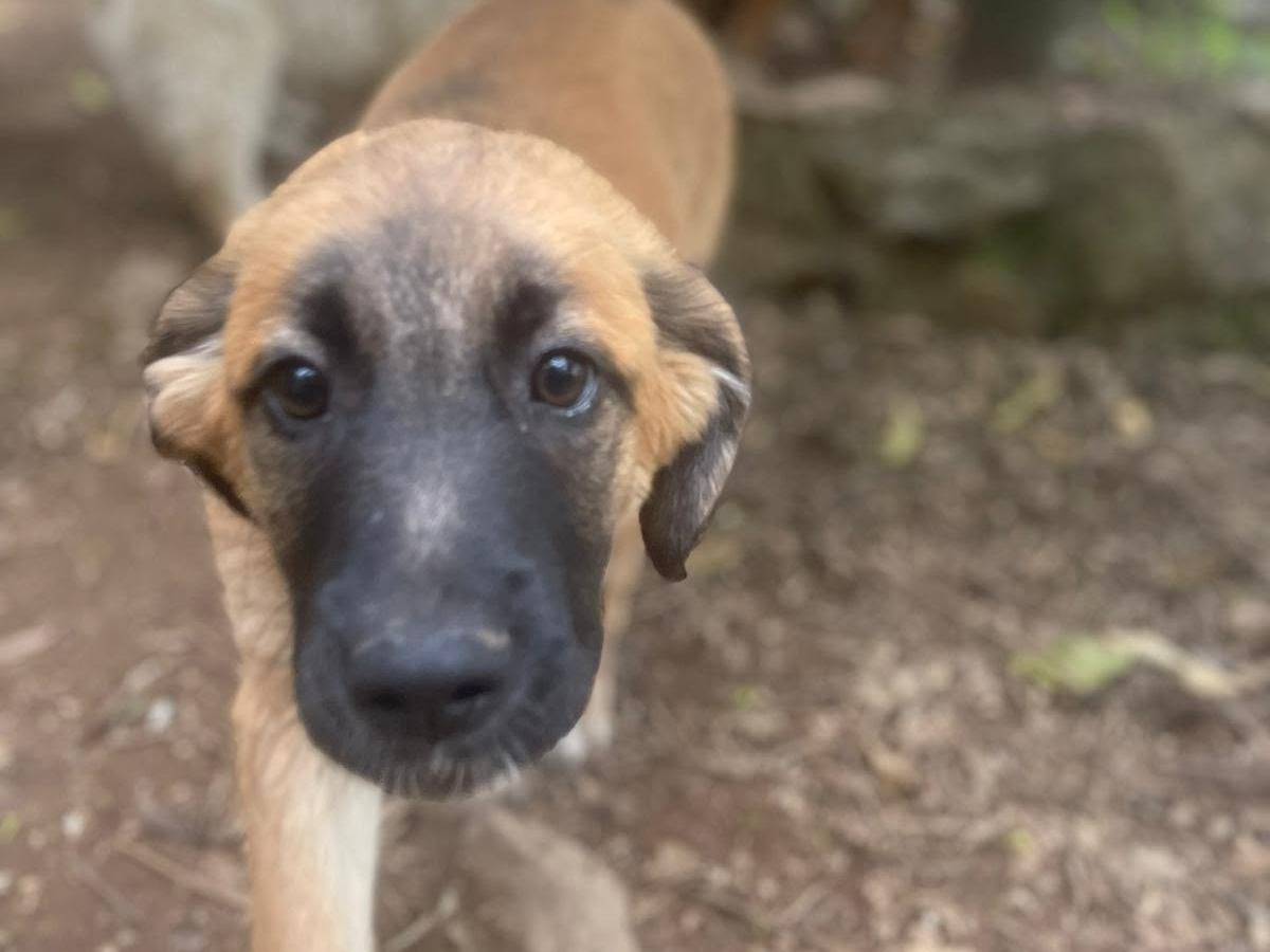 Adotta un cane, taglia media, femmina, Frosinone