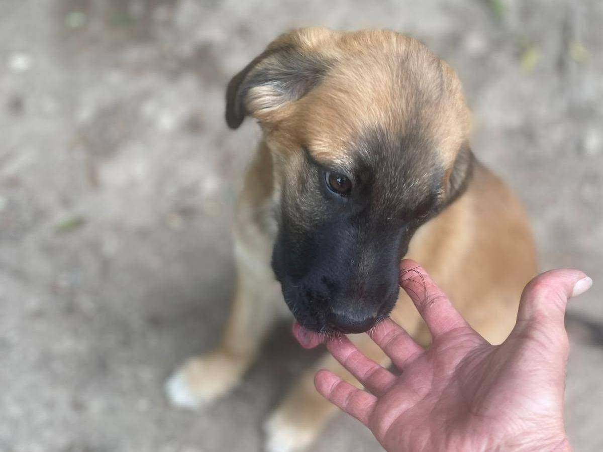 Vuoi adottare un cane a Frosinone?