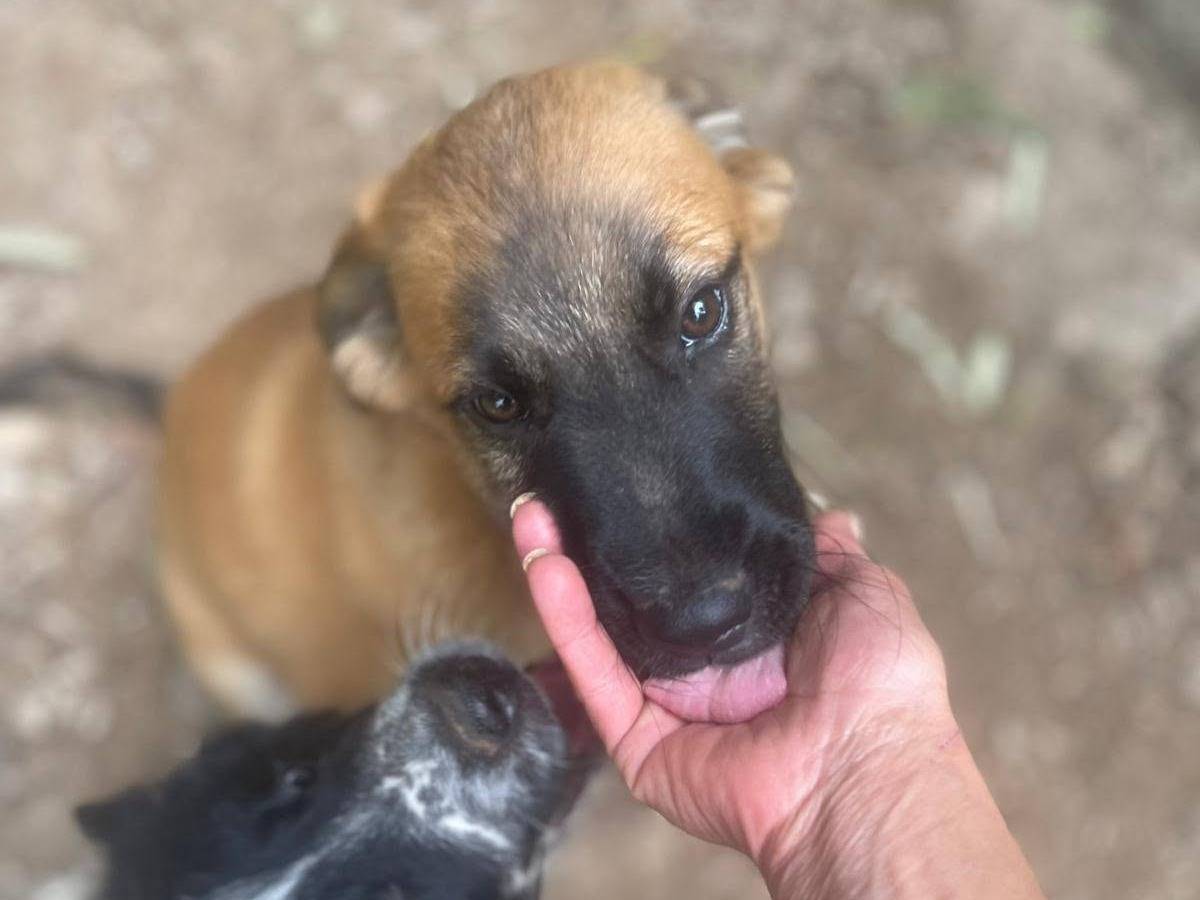 Adotta il cane Polpetta a Frosinone