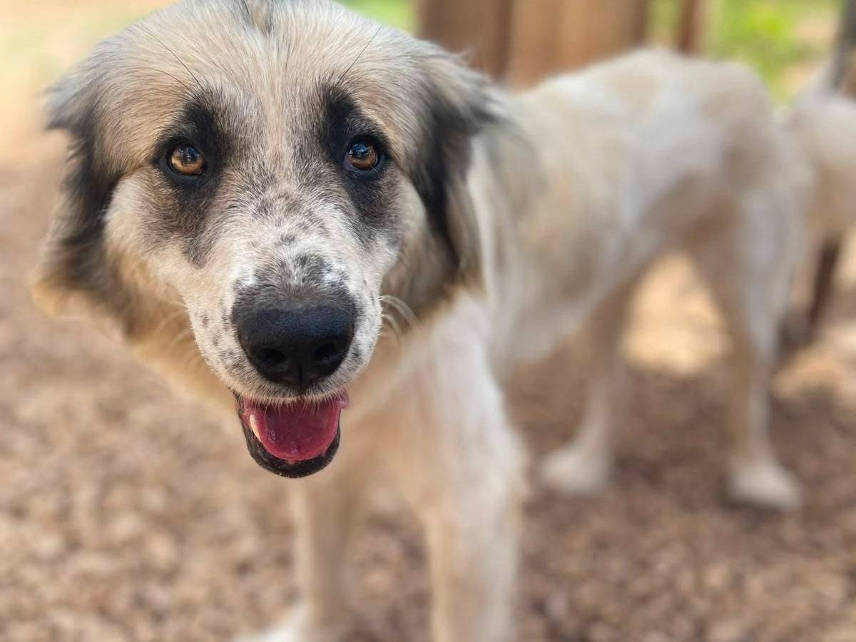 Adozione cane, femmina, Razza sconosciuta Razza sconosciuta, 1 anno e 2 mesi, taglia media, Frosinone