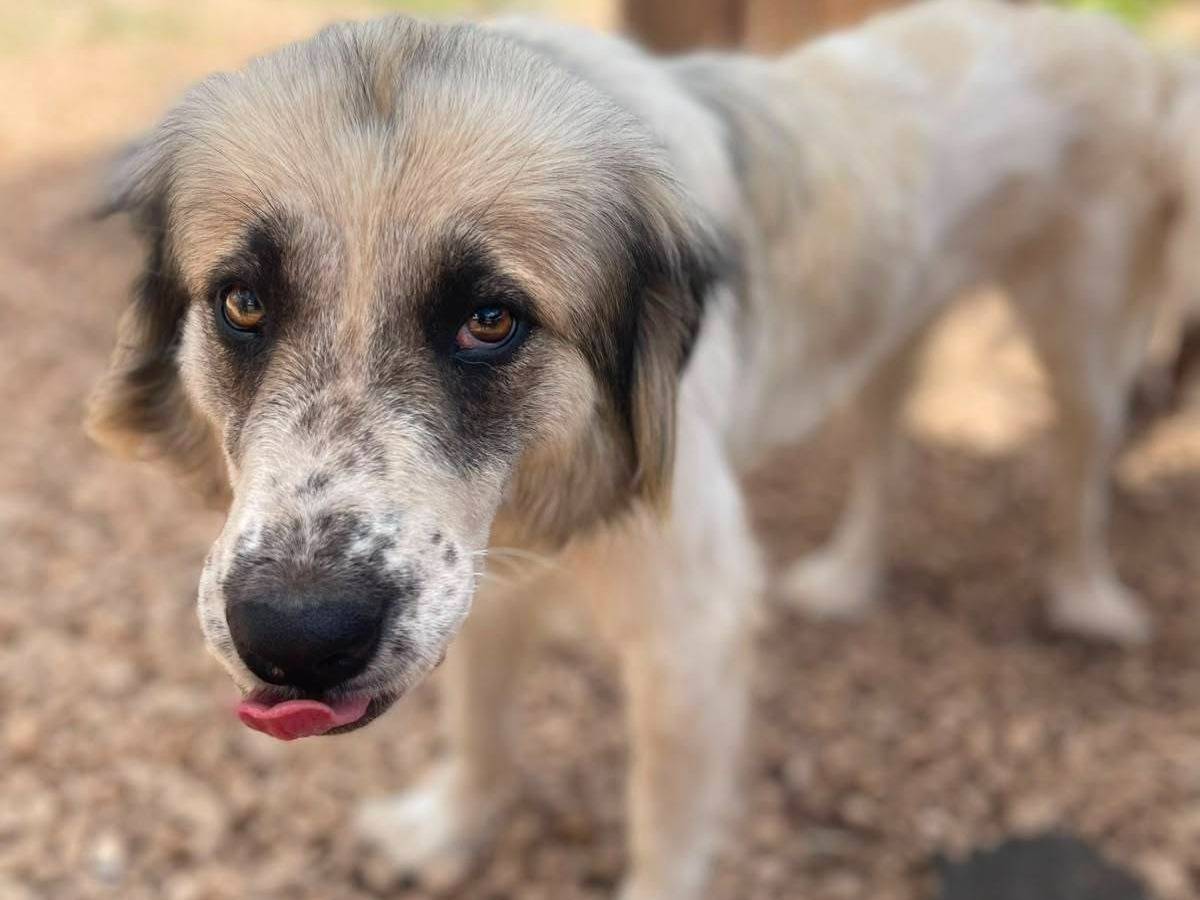 Adotta un cane, femmina, 1 anno e 2 mesi, Frosinone