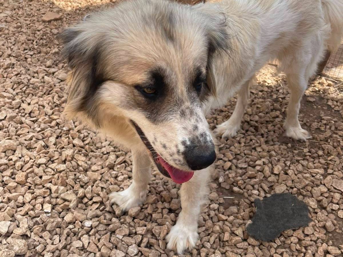 Adotta un cane, taglia media, femmina, Frosinone
