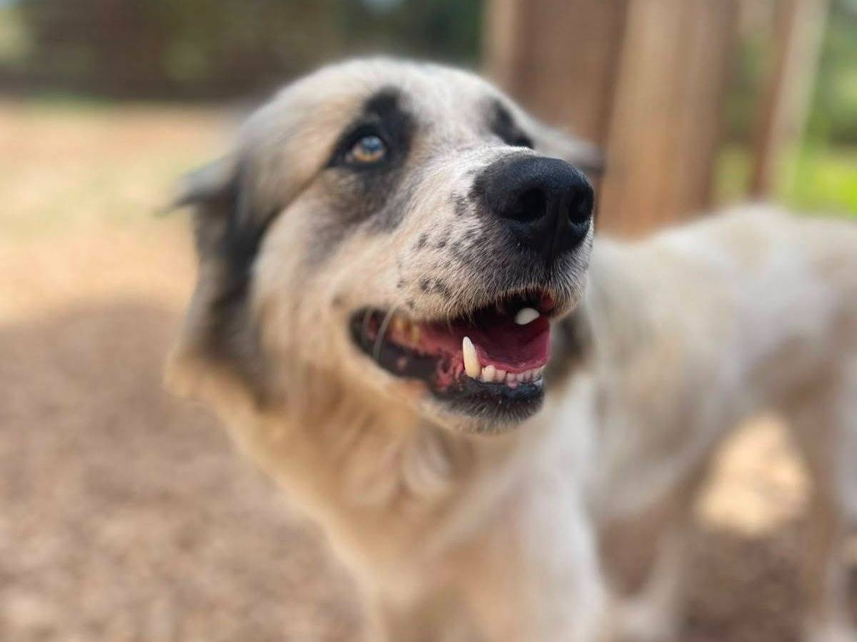 Vuoi adottare un cane a Frosinone?