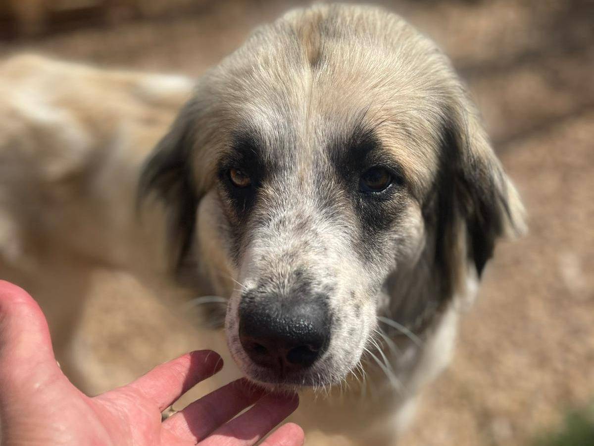 Adotta il cane Lalla a Frosinone