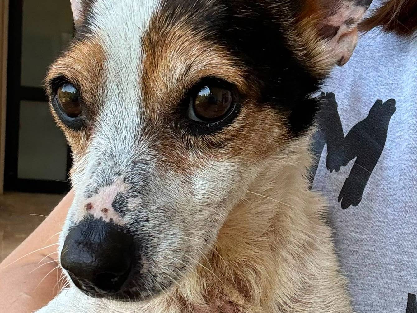Adotta un cane, maschio, 6 anni e 8 mesi, Bari