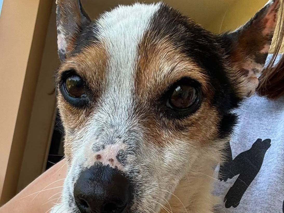 Adozione cane, maschio, Jack Russell Terrier Razza sconosciuta, 6 anni e 8 mesi, taglia piccola, Bari