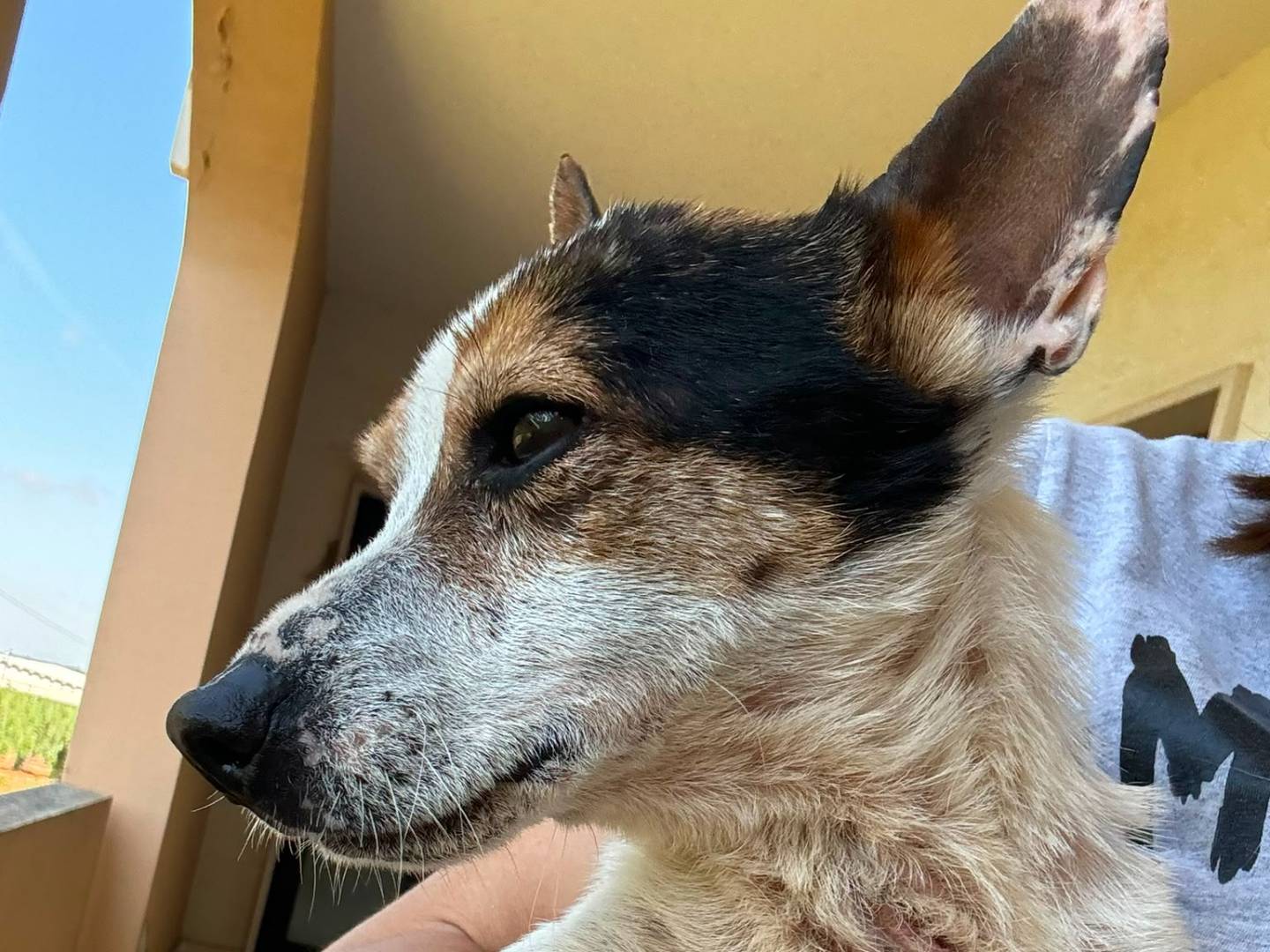 Adotta un cane, taglia piccola, maschio, Bari