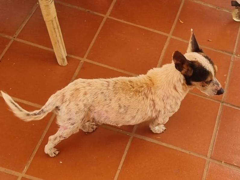 Vuoi adottare un cane a Bari?