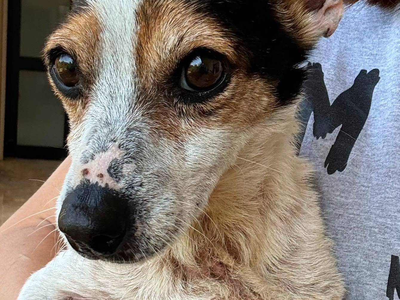 Adotta il cane Conan a Bari