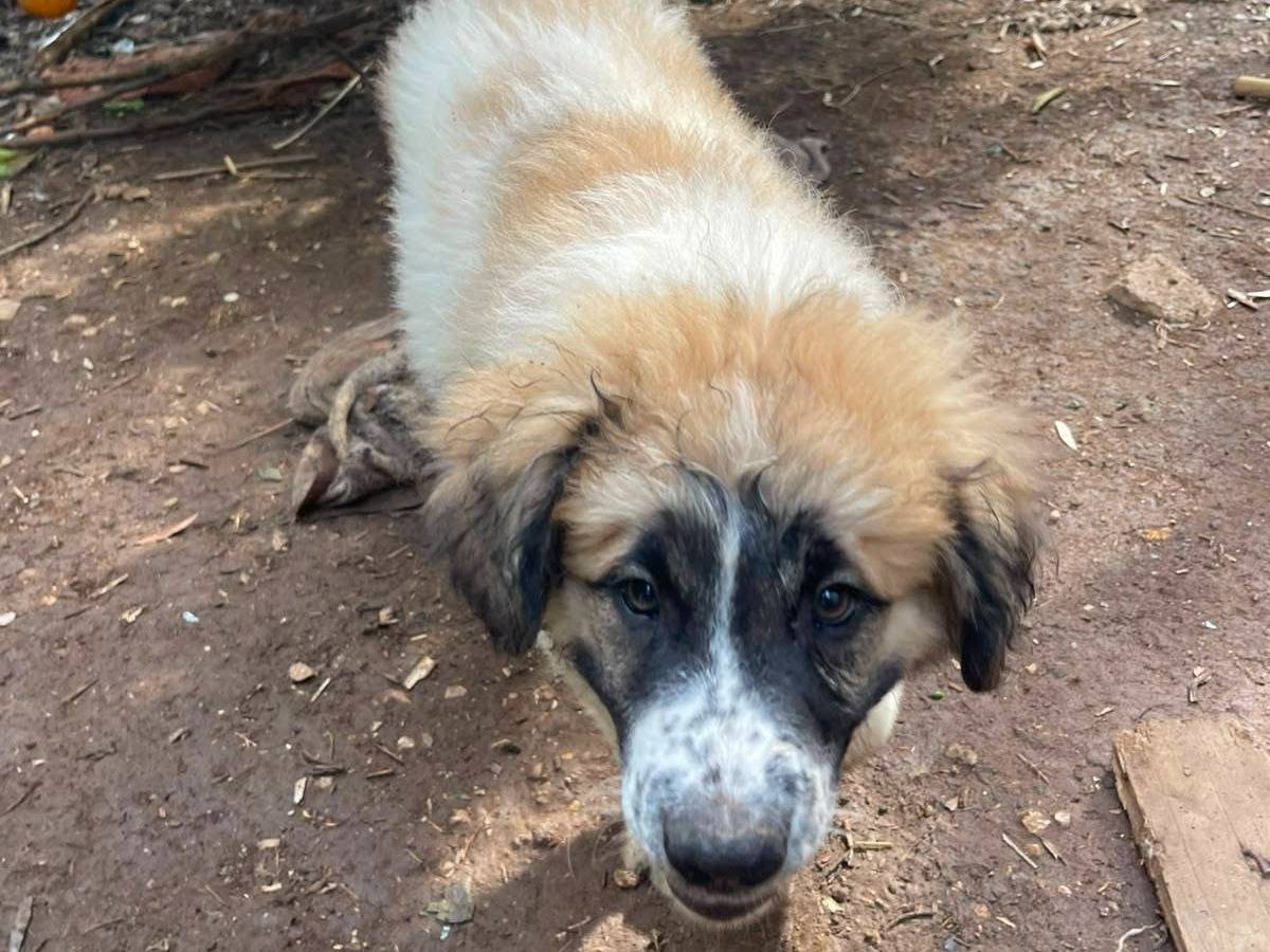 Adotta un cane, taglia media, maschio, Frosinone