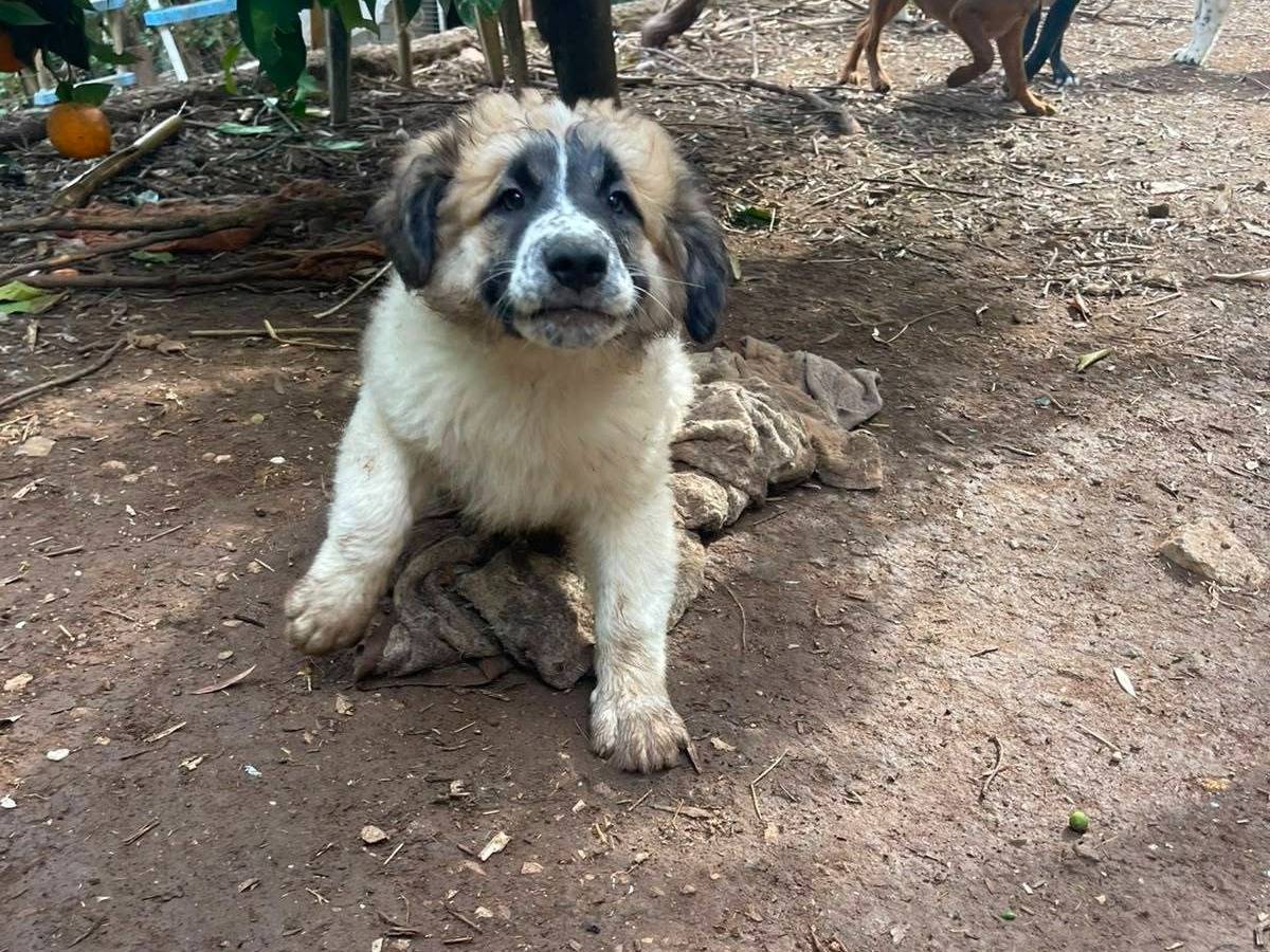 Adotta il cane Lillino a Frosinone